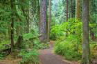 Trail Through An Old Growth Forest, Washington State