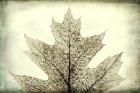 Oak Leaf Abstract