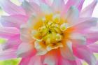 Close-Up Of A Pastel Dahlia Flower