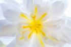 Close-Up Of A Begonia Blossom