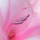 Close-Up Of A Pink Gladiola Blossom
