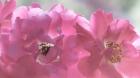 Close-Up Of Pink Rose Blossoms