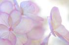 Close-Up Of Soft Pink Hydrangea Flower