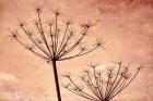 Silhouette Of Queen Anne's Lace Plants