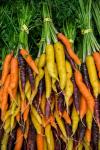 Display Of Carrot Varieties