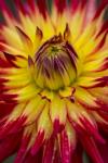 Detail Of A Vibrant Dahlia Flower