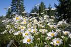Scenic View Of Oxeye Daisies