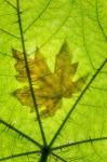 Big Leaf Maple On A Devil's Club Leaf