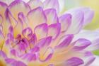 Dahlia Flower Close-Up