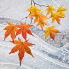 Japanese Maple Leaves Above Ice