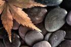 Zen Maple Leaf On Rocks