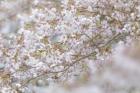 Cherry Tree Blossoms, Seabeck, Washington State