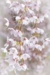 Cherry Tree Blossoms Close-Up, Seabeck, Washington State