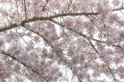 Cherry Tree Blossoms, Seabeck, Washington State