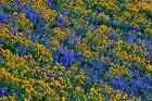 Wildflowers Bloom On Hillside