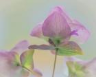 Ornamental Oregano Flower Close-Up