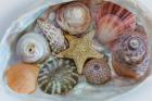 Collection Of Pacific Northwest Seashells