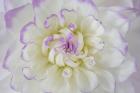 Dahlia Blossom Close-Up