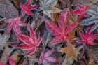 Frosty Leaves In Autumn