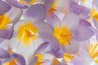 Spring Crocus Flowers Close-Up