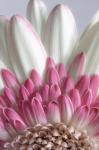 Gerbera Daisy Flower Close-Up