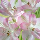 Alstroemeria Blossoms Close-Up