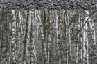 Black and White of Alder Trees Reflecting in Water