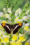 California Sister Butterfly On Yellow And White Snapdragon Flowers