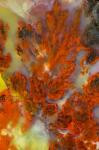 Plume Agate