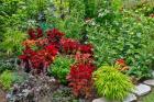 Summer Flowers And Coleus Plants In Bronze And Reds, Sammamish, Washington State