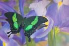 Green Swallowtail Butterfly, Papilio Palinurus Daedalus, In Reflection With Dutch Iris
