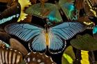 Butterflies Grouped Together To Make Pattern With African Blue