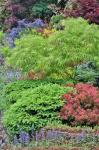 Spring Color With Deer Proof Shrubs And Trees, Sammamish, Washington State