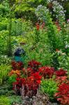 Garden Summer Flowers And Coleus Plants In Bronze And Reds, Sammamish, Washington State