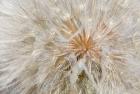 Seedhead Of Yellow Salsify, Eastern Washington