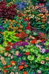 Garden In Full Bloom, Sammamish, Washington State