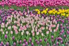 Spring Tulip Garden In Full Bloom