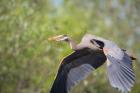 Great Blue Heron (Ardea herodias) with branch in bill, Washington