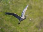 Washington Great Blue Heron flies with branch in its bill