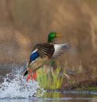Mallard Duck Takes Flight Off Lake Washington