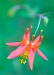 Red Columbine Wildflower Blooms