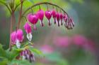 Row Of Bleeding Heart Flowers