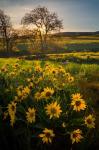 Arrowleaf Balsamroot Wildflowers At Columbia Hills State Park