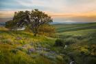 An Oak Tree At Columbia Hills State Park