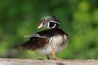 Wood Duck Preens While Perched On A Log