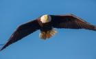 Bald Eagle In Flight Over Lake Sammamish