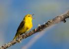 Yellow Warbler Sings From A Perch