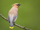 Cedar Waxwing On A Perch