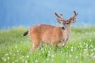 A Black-Tailed Buck In Velvet Feeds On Subalpine Wildflowers