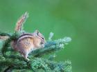 Chipmunk Feeds On New Growth Of Subalpine Fur Needles